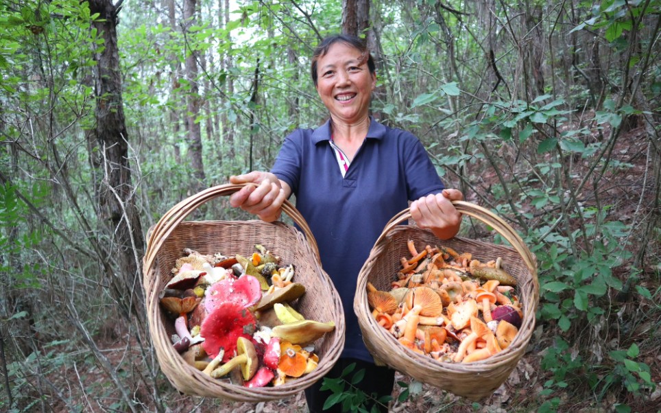 阿松现场采摘松树菌,密密麻麻捡的好过瘾,秦岭松树菌大量生长啦哔哩哔哩bilibili