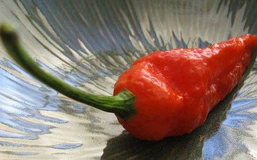 印度阿三挑战终极辣椒,苦b样 搜合联盟_标清