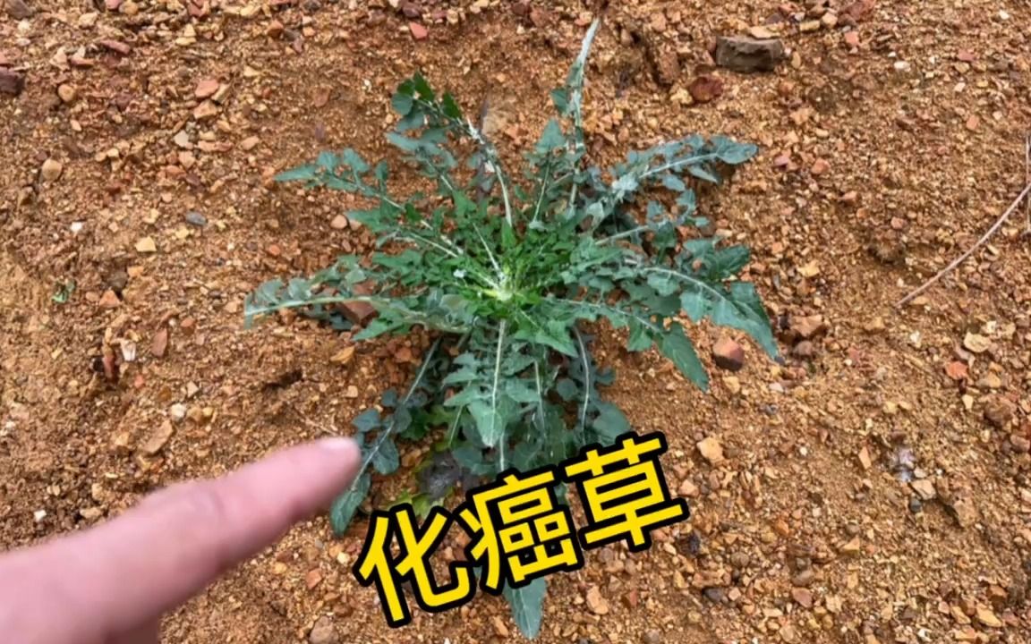 农村不起眼的化癌草