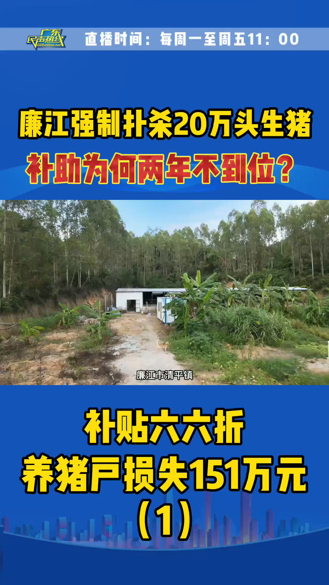 [图]廉江强制扑杀20万头生猪，补助2年不到位