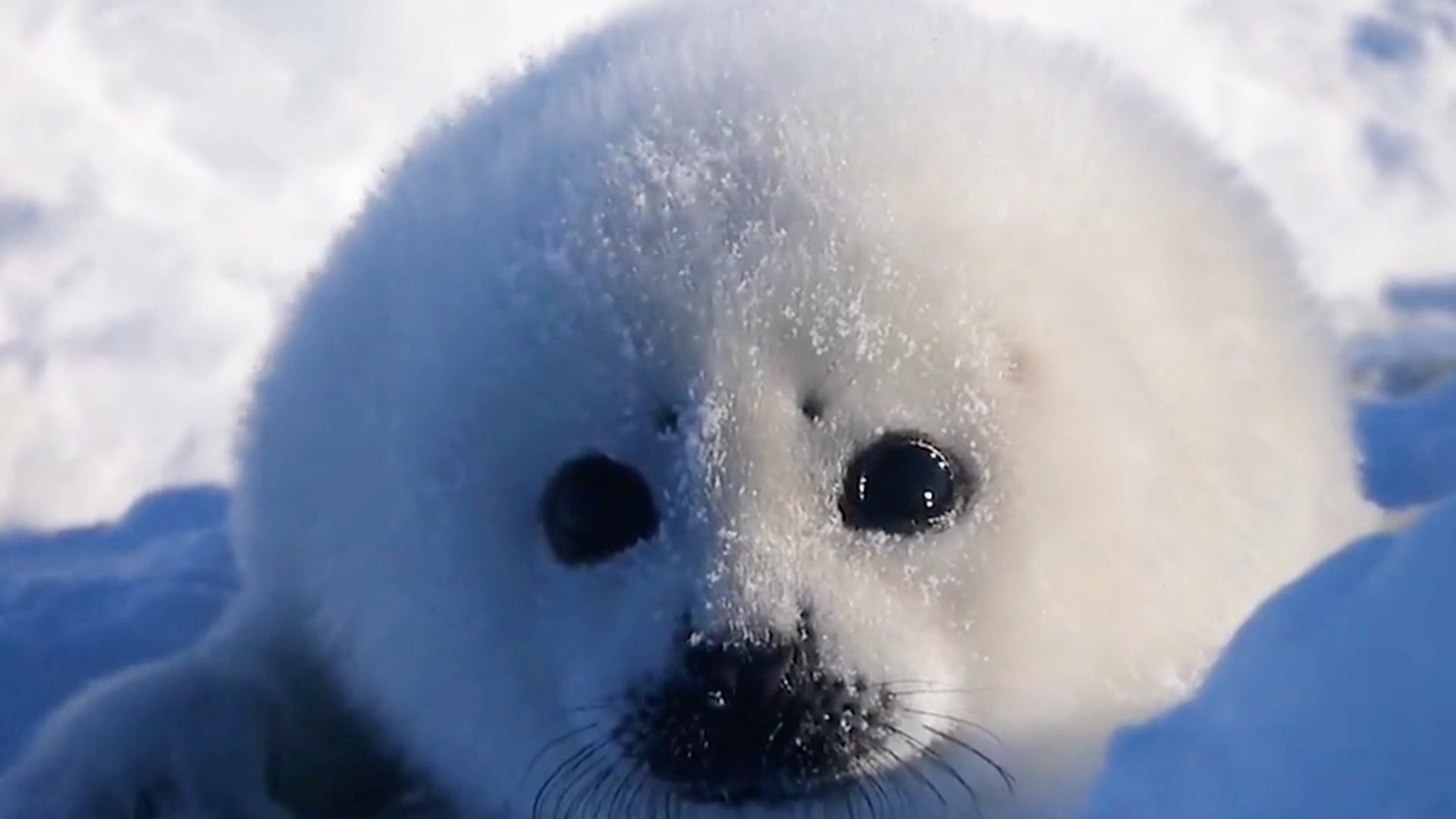 每次遇到北极游客和科考人员都会被上手rua的竖琴海豹宝宝
