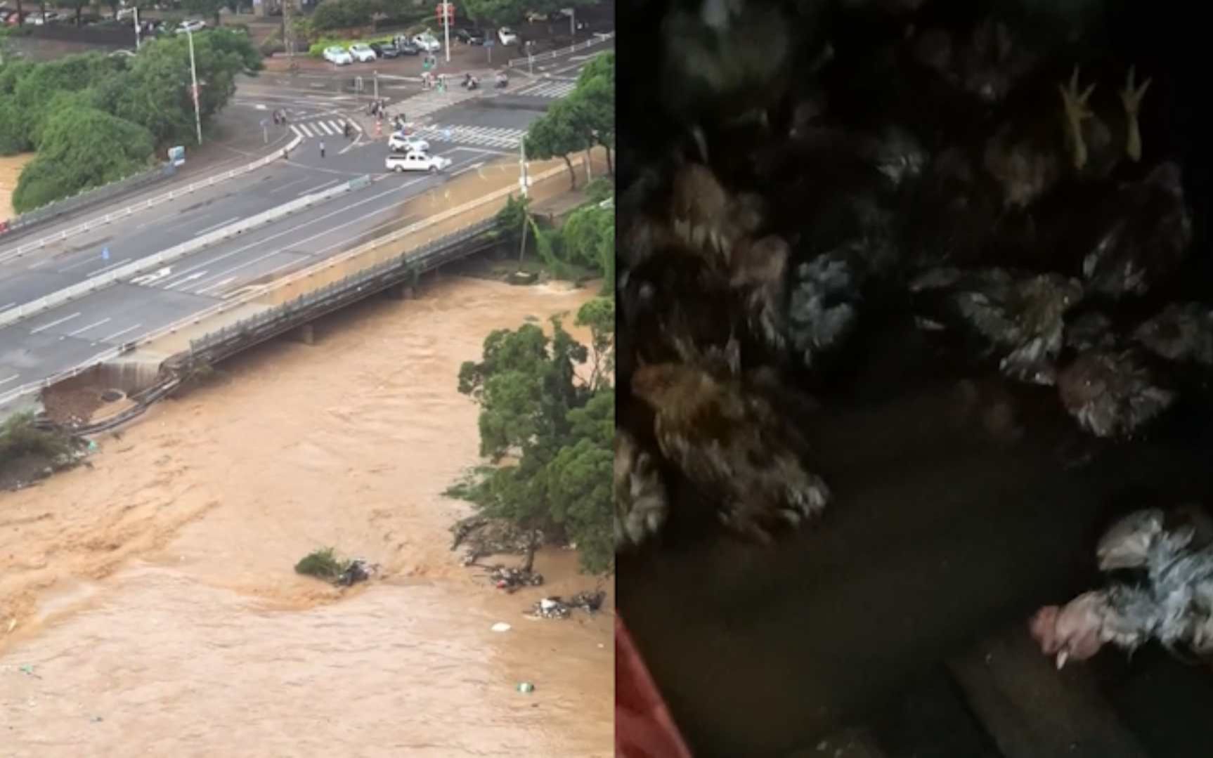 台风海葵致福清强降雨,市区内涝汪洋一片,女子水中捞死鸡哔哩哔哩bilibili