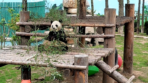 荣成神雕山动物园的熊猫