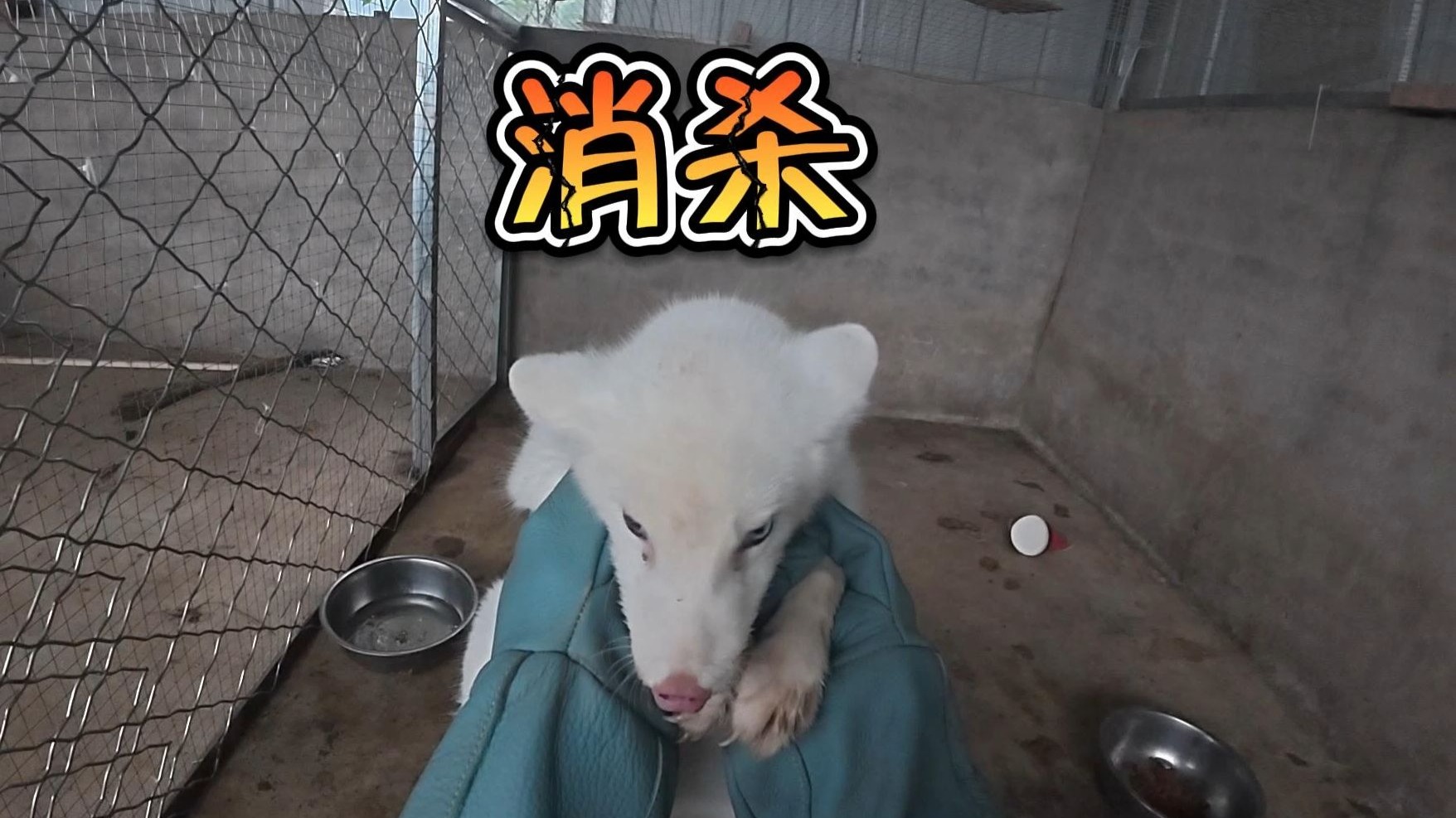 全院消杀！话说马子为什么会追狐狸？