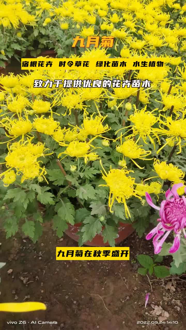 辽宁九月菊供应基地＂创新草花技术,打造园林艺术新风尚.＂优良品种,确保您的满意体验.欢迎来电咨询. #江西九月菊价格 #江西九月菊小苗 #湖北九...