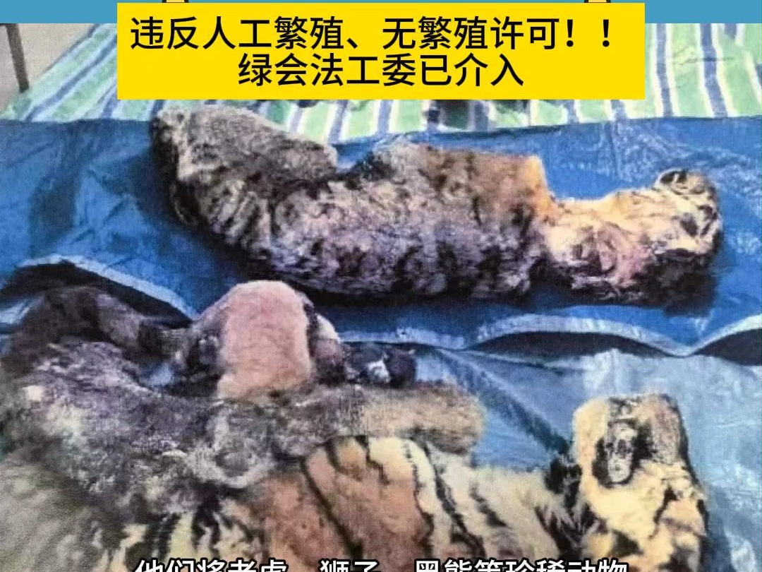 安徽阜阳野生动物园 东北虎非正常死亡高达20只,还有幼崽,让人心痛!!!哔哩哔哩bilibili