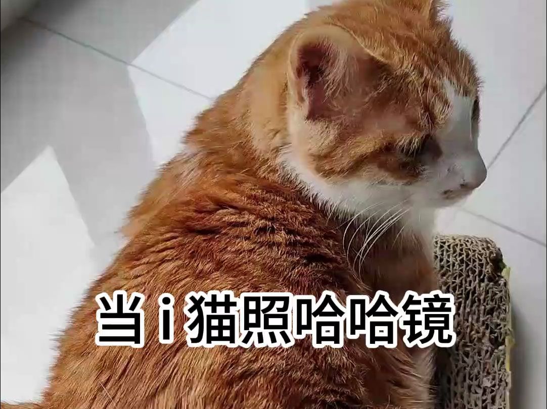 小猫照哈哈镜,哈哈哈哈哈