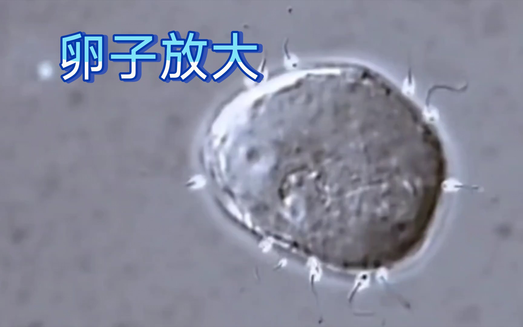 卵子放大1200倍.