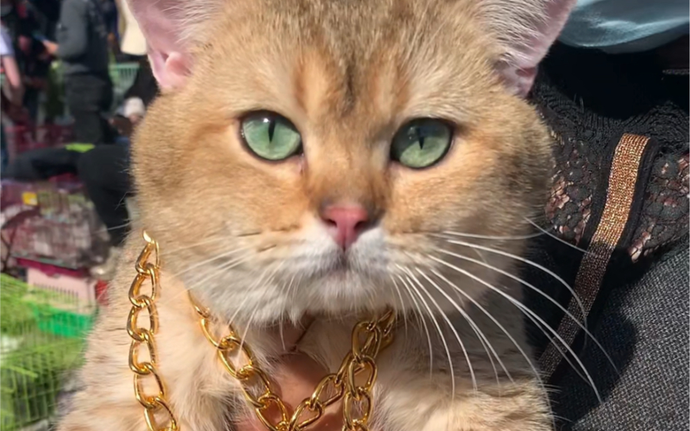 土豪猫你们见过吗