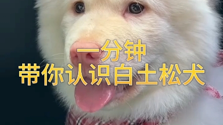 中华田园犬之白狗黄耳朵. 中华田园犬之白狗黄耳朵,小白也是田园犬中的颜值代表,水灵的眼睛,提现了它温柔可爱的一面,让人有种治愈的感觉.哔哩...