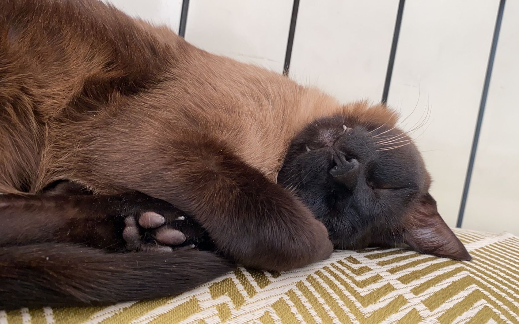 新物种蝙蝠猫珍贵影像 precious images of new species batcat_哔哩