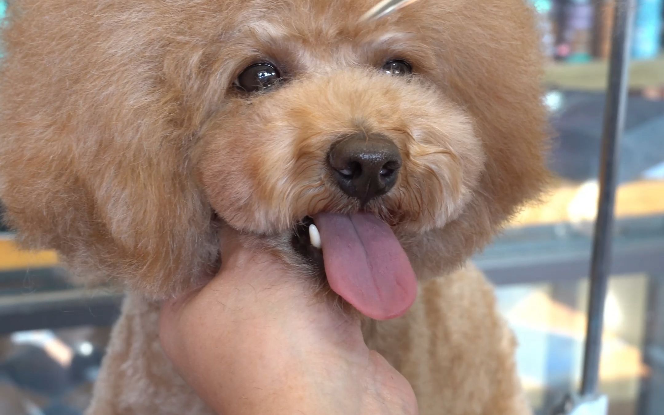 宠物美容培训宠物店同款蘑菇头超详细教程剪头的时候还不知道怎么挑毛