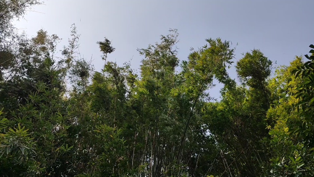 [图]风吹过竹林的时候