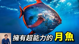 Download Video: 皇帶魚的近親，進化出超越大白鯊的超能力，目前已知唯一真正的溫血魚——月魚