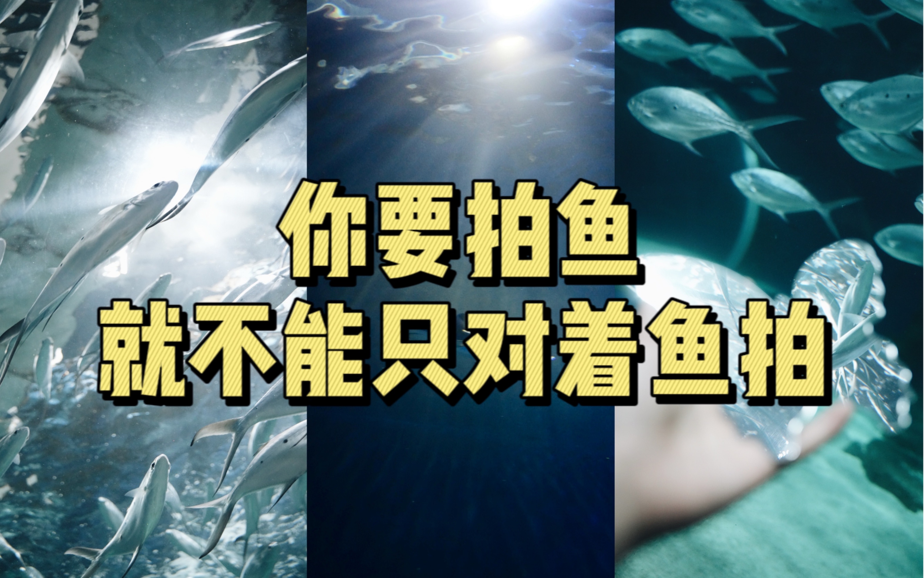 头越后仰!照片越好看?!|水族馆拍摄参数哔哩哔哩bilibili