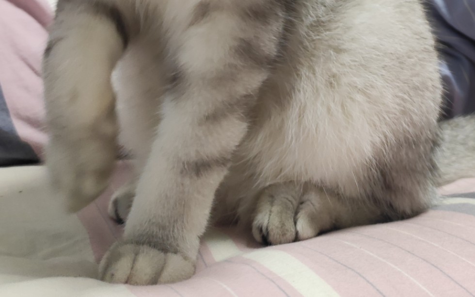 [图]修猫咪怎么能抵挡住专业技师的按摩