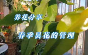 Скачать видео: 想要昙花开花多长得好，春季管理很重要。