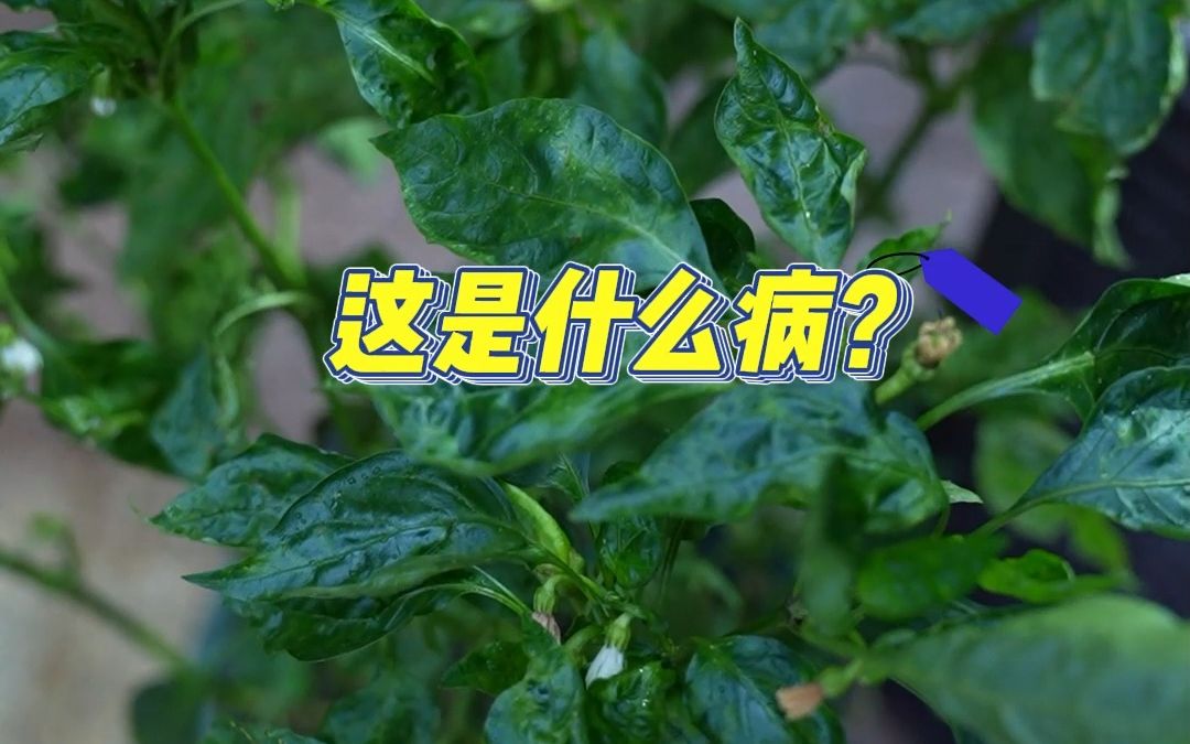 植物病害综合管理哔哩哔哩bilibili