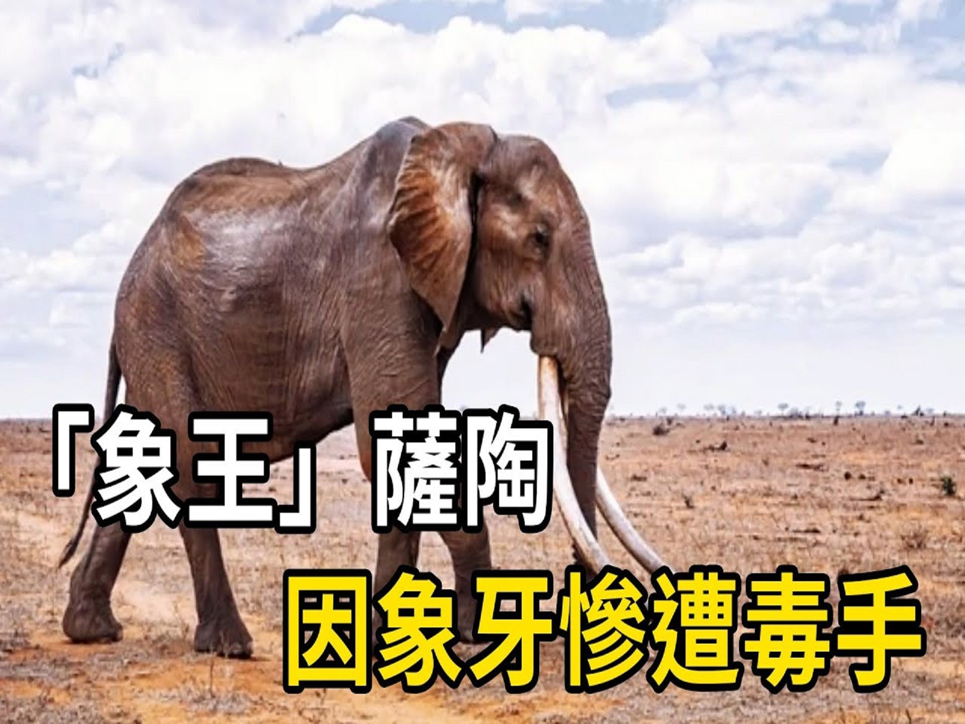 「象王」萨陶,因一对巨型象牙而惨遭毒手,食人湾鳄卡利亚