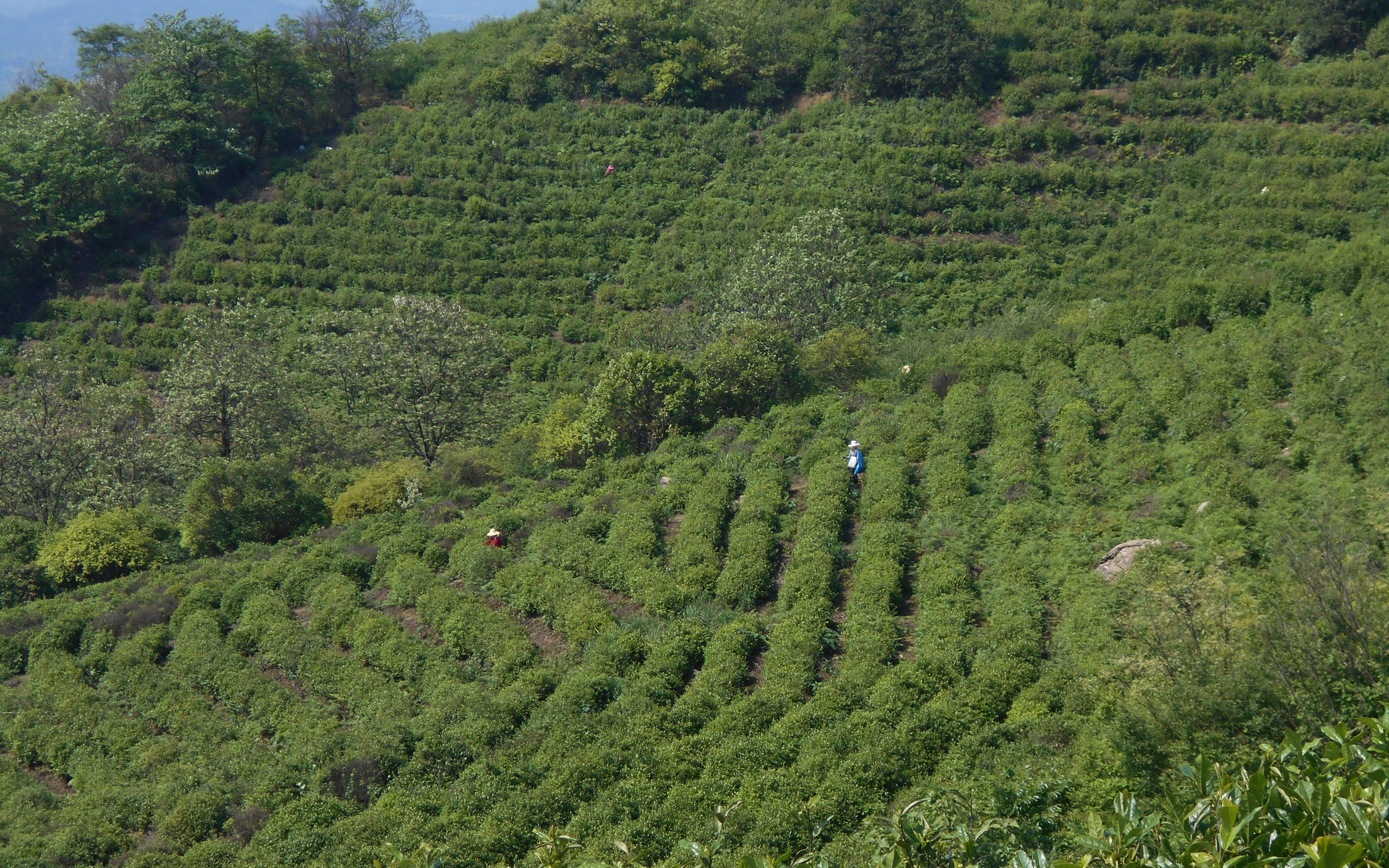 湘潭农村的茶树茶籽