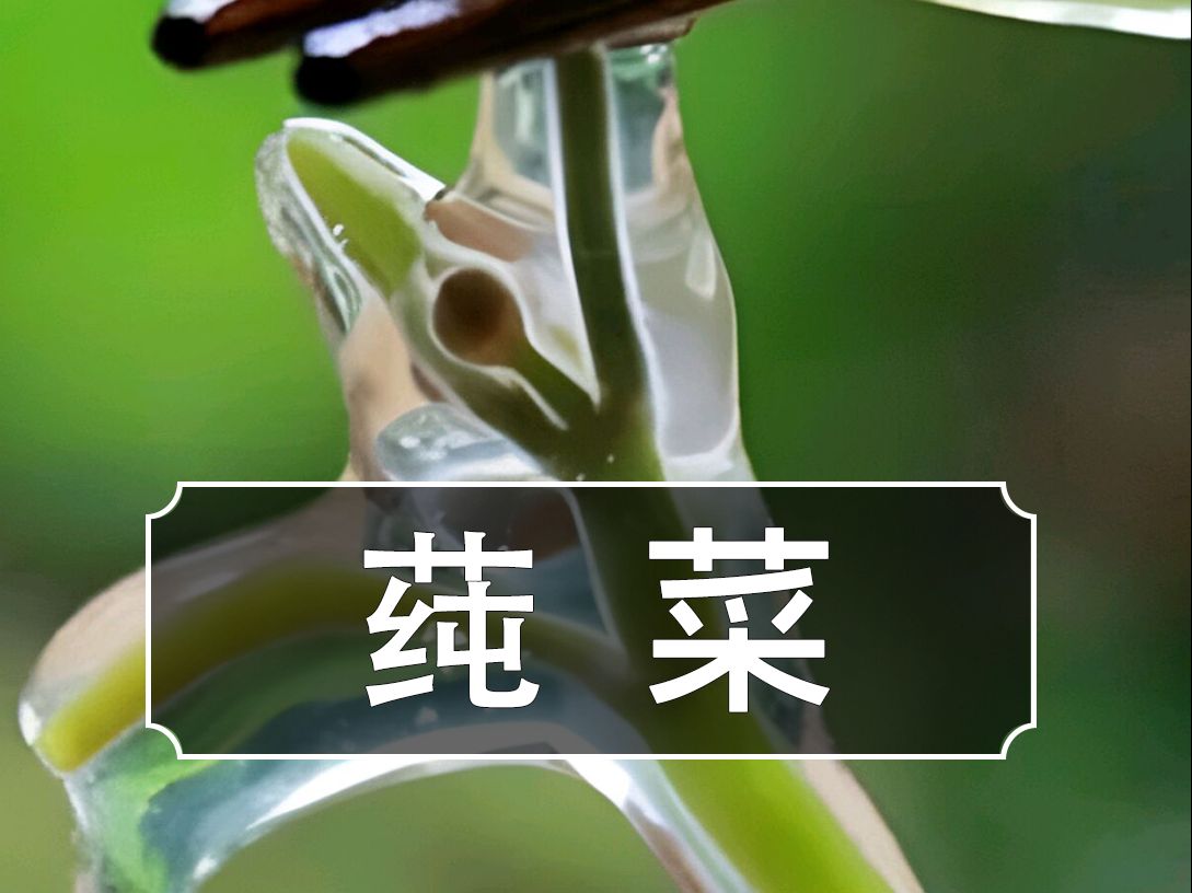 莼菜读音图片