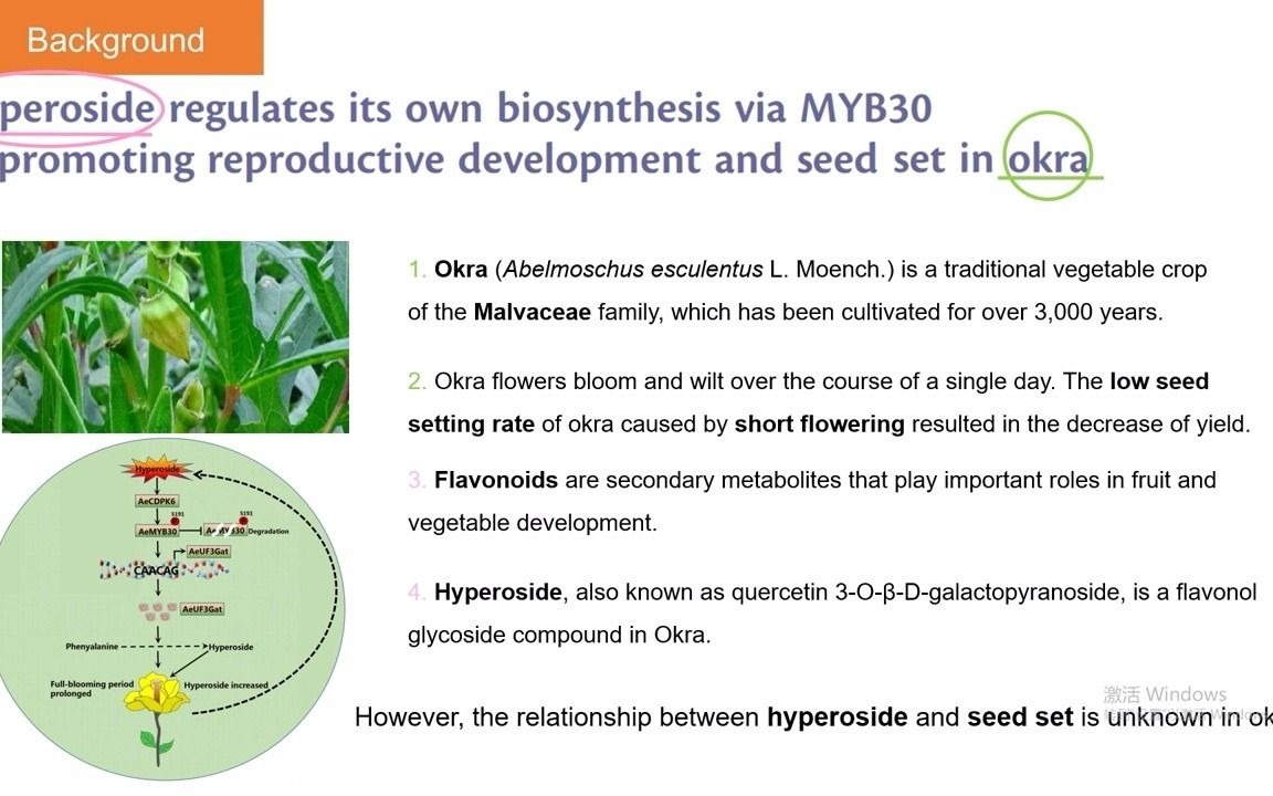 5分钟讲解Plant Physiology高分文章 金丝桃苷通过MYB30调控自身合成来促进秋葵生殖器官的发育以及结实率哔哩哔哩bilibili