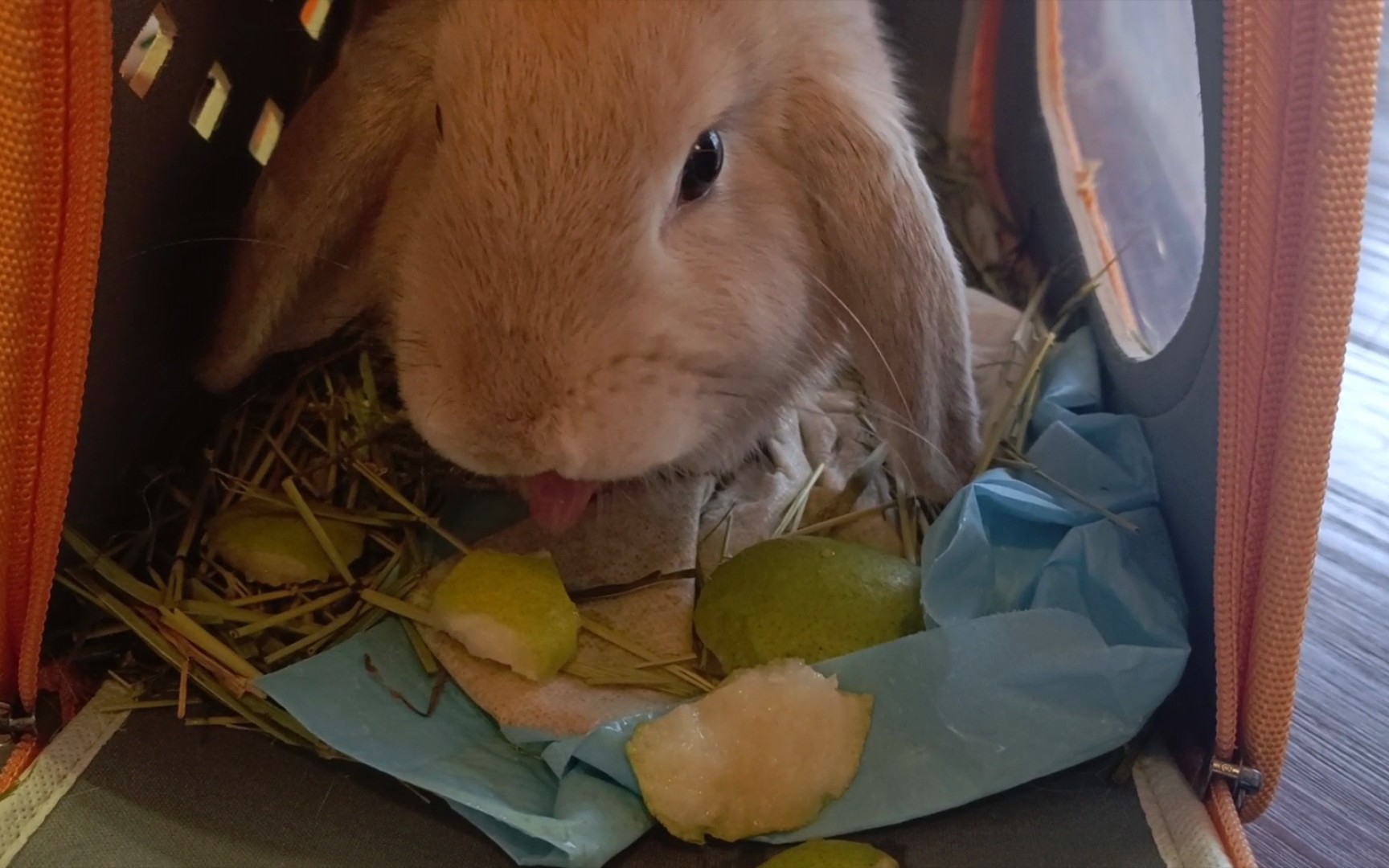 小兔子吃什么都好可爱!