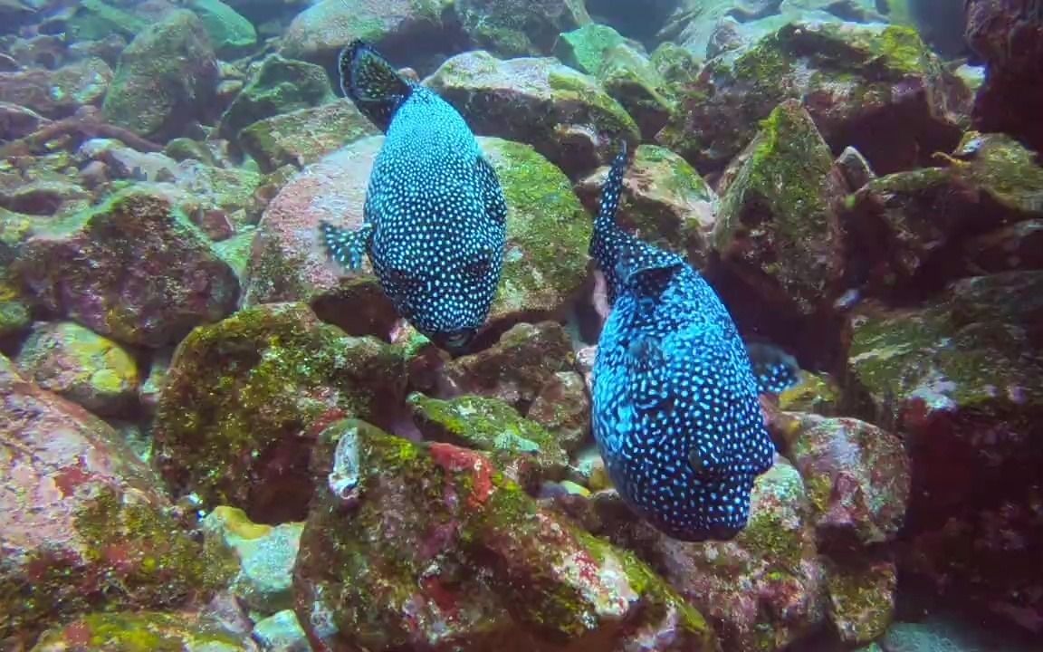 白点叉鼻鲀打架