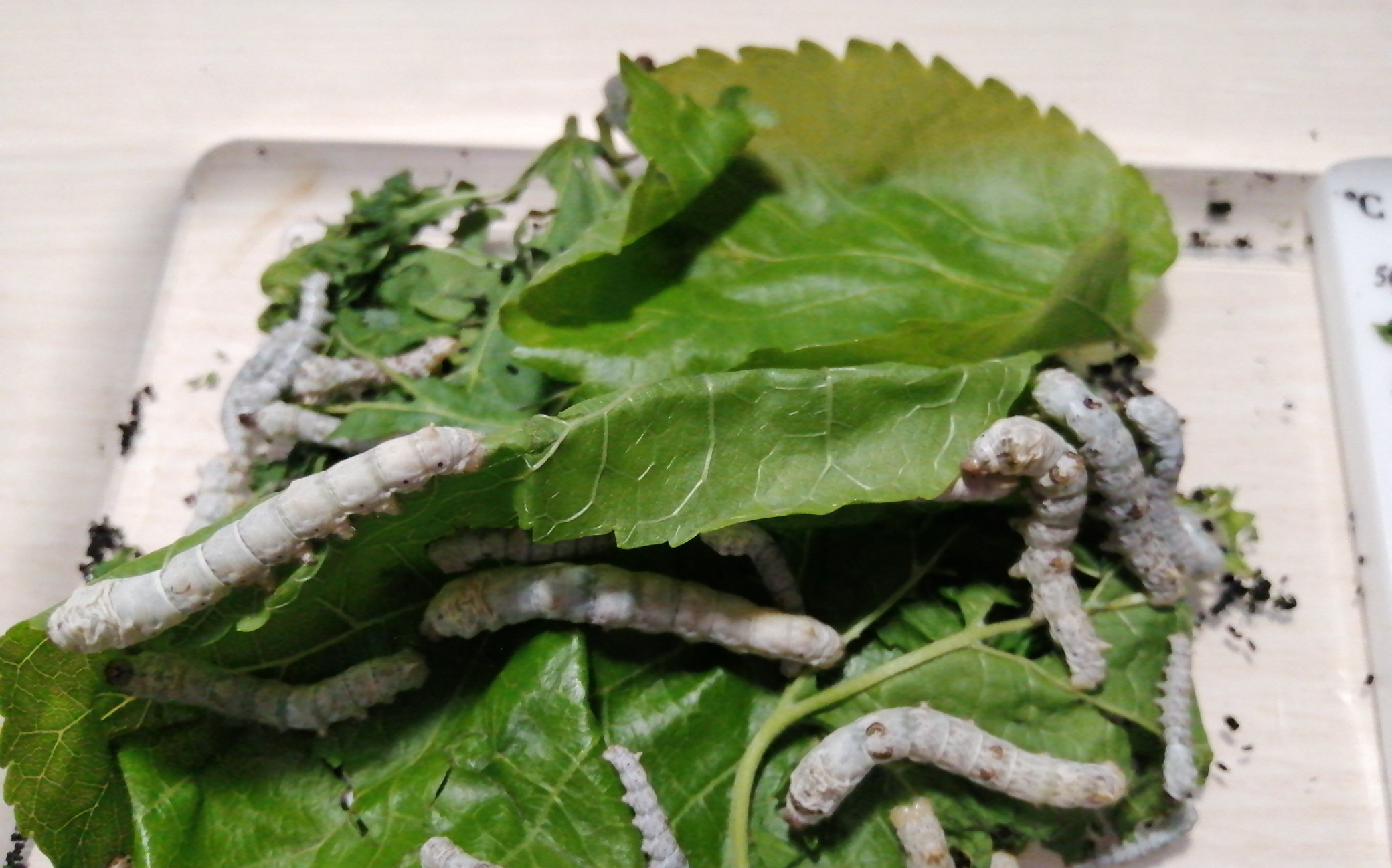 【蚕宝宝】day2清早喂食的惨状(血能吃)