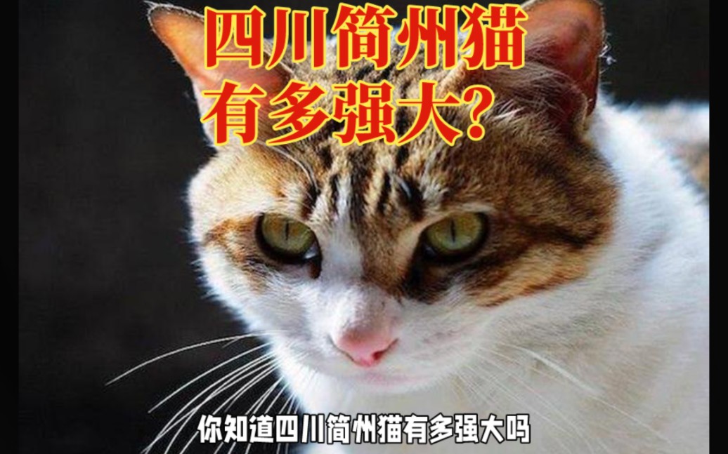 四川简州猫有多强大?四耳传奇,捕鼠能手哔哩哔哩bilibili