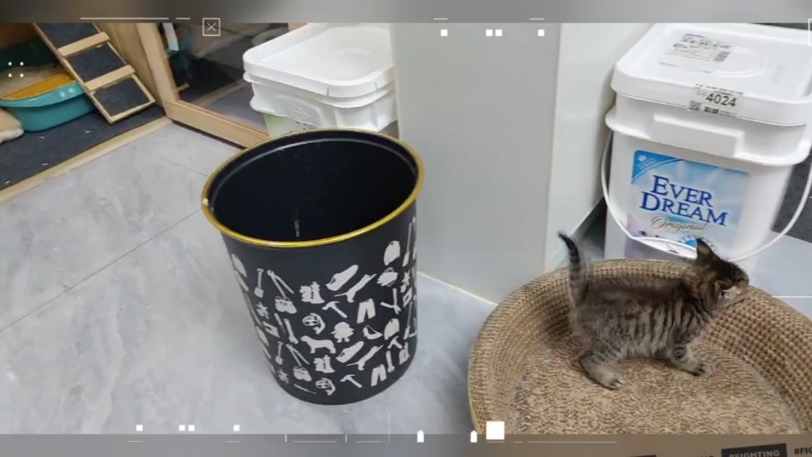 【猫咪探索记】喵星人的好奇心无边界!