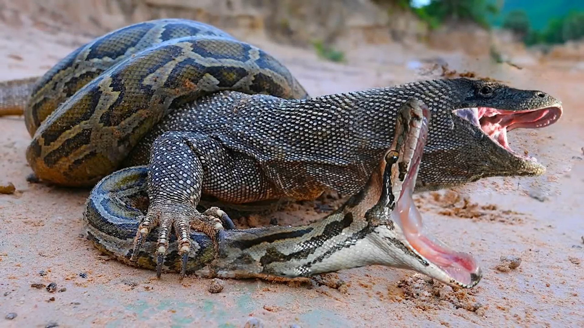 动物生存战:科莫多巨蜥大战巨蛇,鳄鱼也来激战,战败沦为盘中餐