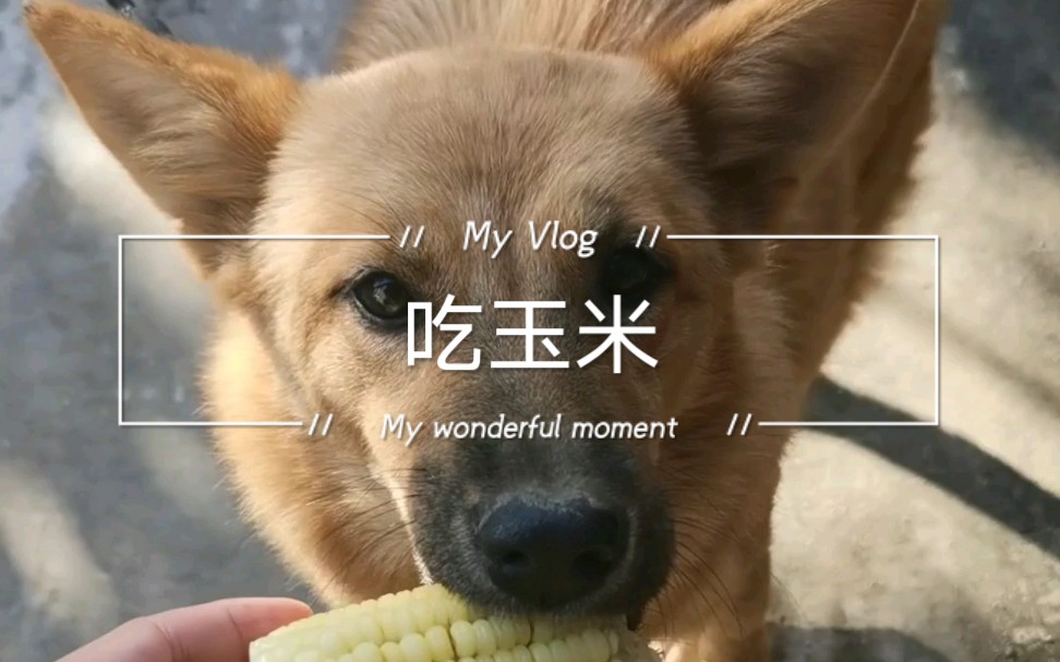 小土狗贝贝吃玉米_哔哩哔哩 (゜-゜)つロ 干杯~-bilibili