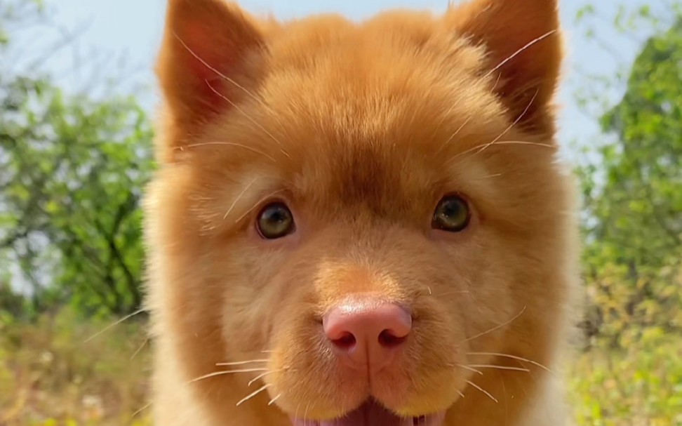 中华田园犬之五红犬长大过程