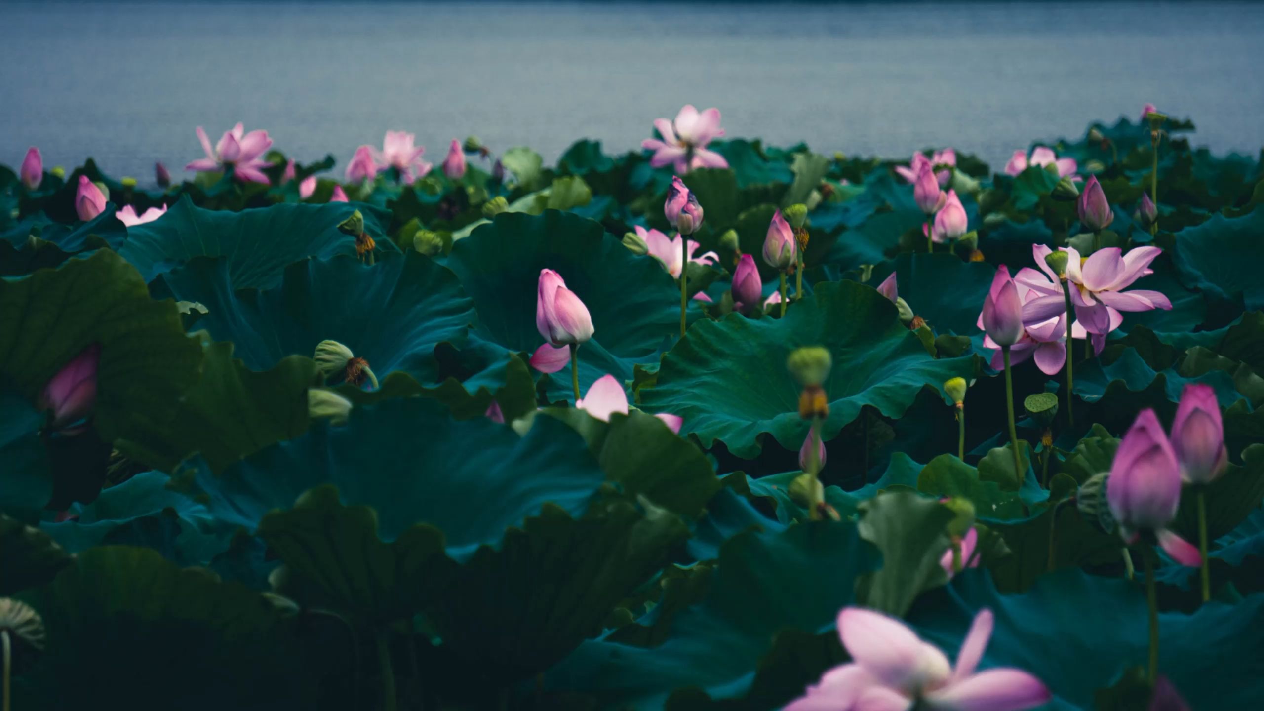 杭州夏季赏荷:花港观鱼的红莲正独自美丽