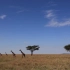 带你看看向往的非洲大草原