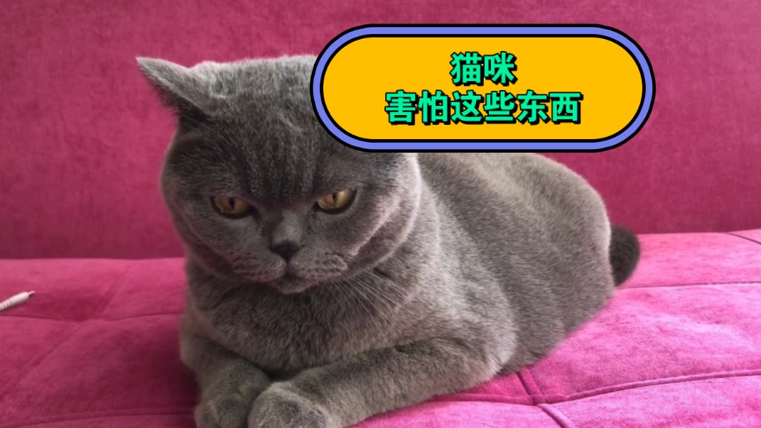 猫咪害怕这些东西哔哩哔哩bilibili