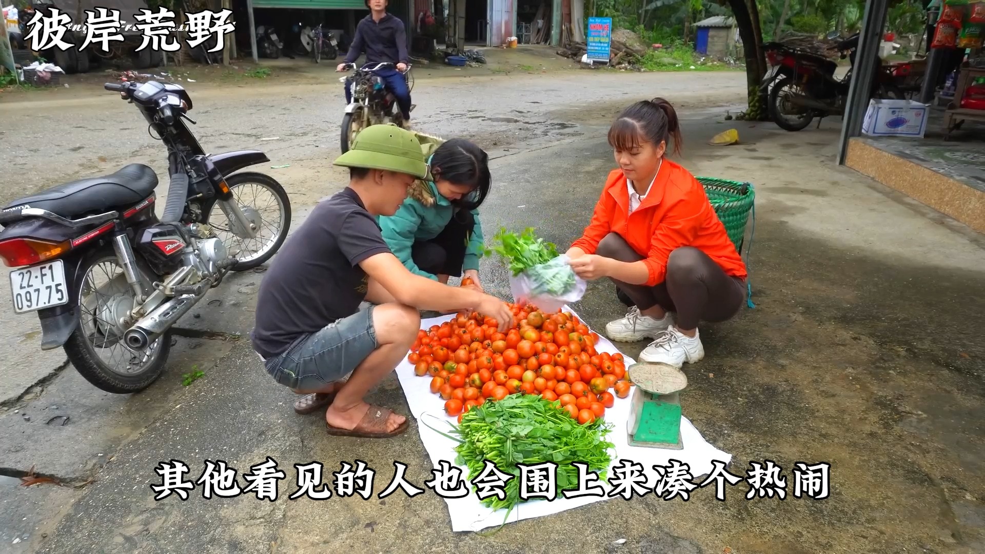 梦玲田园30集:采摘西红柿哔哩哔哩bilibili