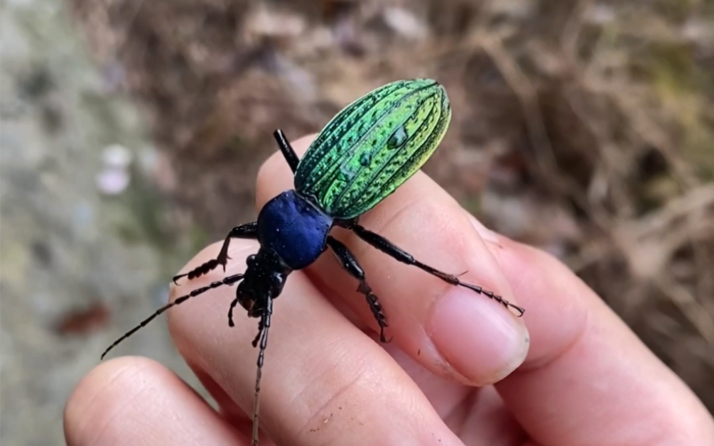 你见过这个步甲吗?国二硕步甲真漂亮咧