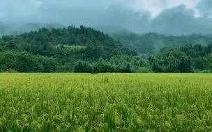 Download Video: 【白噪音】稻田下雨声，非常放松的雷雨声睡眠音乐，白噪音读书，雨声入睡，睡眠雨声，睡觉的雨声，放松睡眠音乐，#雷雨声，#睡眠，#放松，#治愈，#助眠，#失眠，20