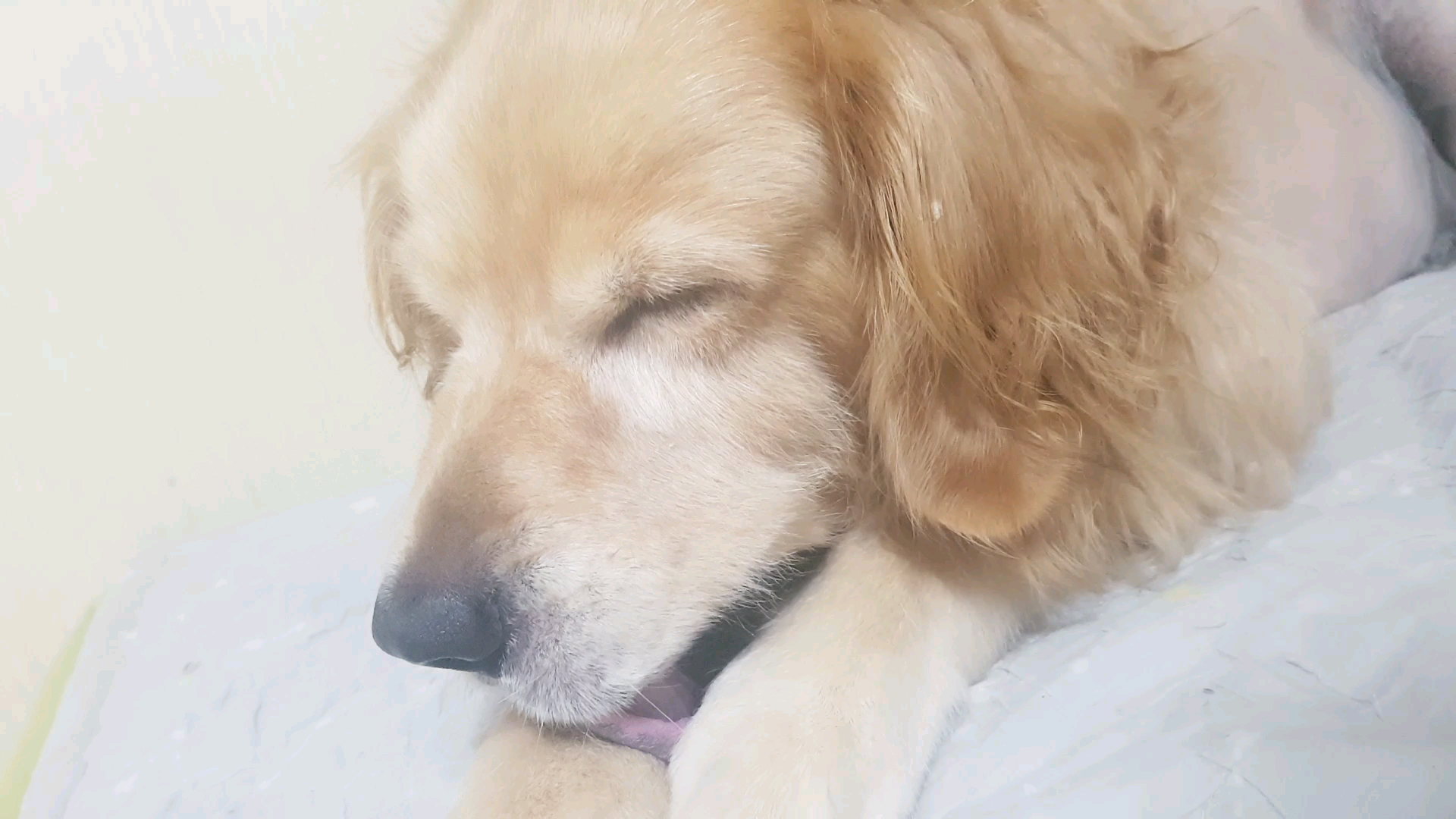 狗子起床也洗脸[tv_doge]