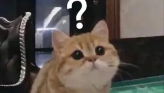 【肖宇梁】不好啦！搞到真猫猫啦！
