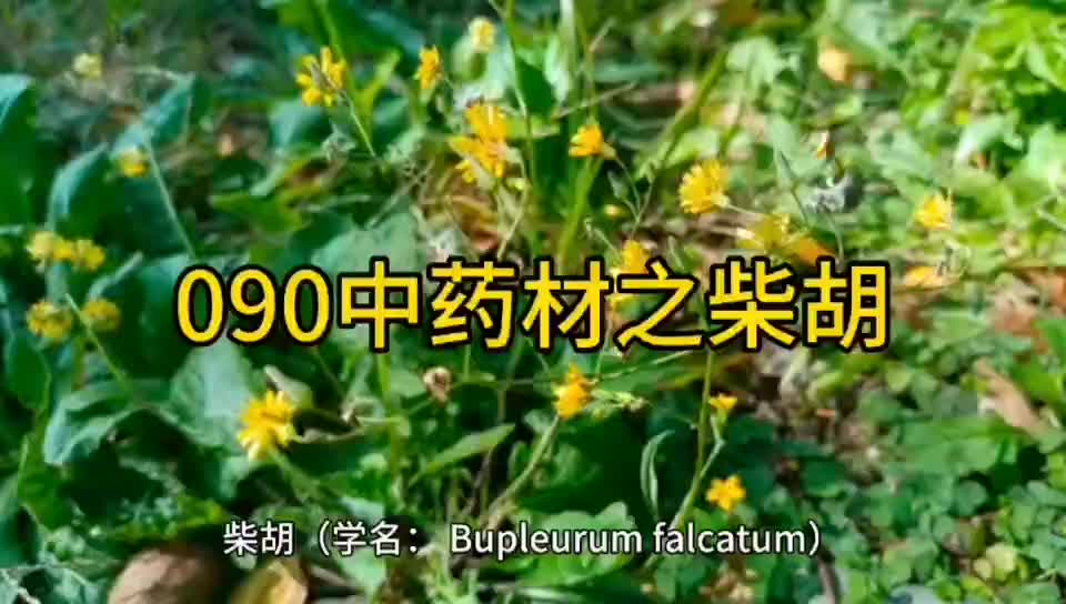 090中药材知识分享之柴胡哔哩哔哩bilibili