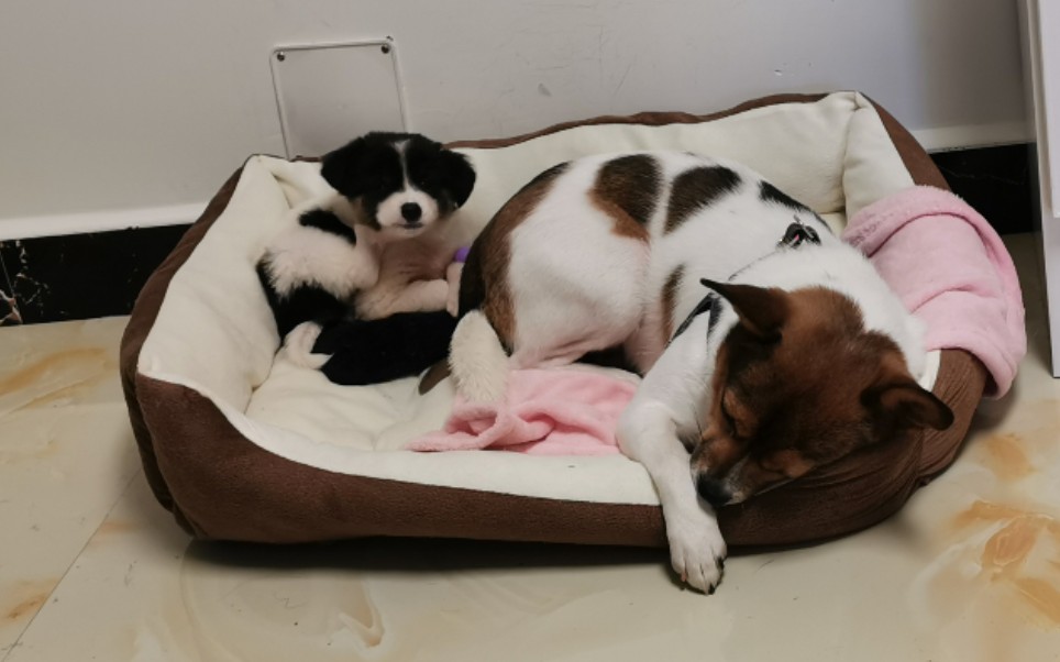 就是喜欢元宝的小定春_哔哩哔哩 (゜-゜)つロ 干杯~-bilibili