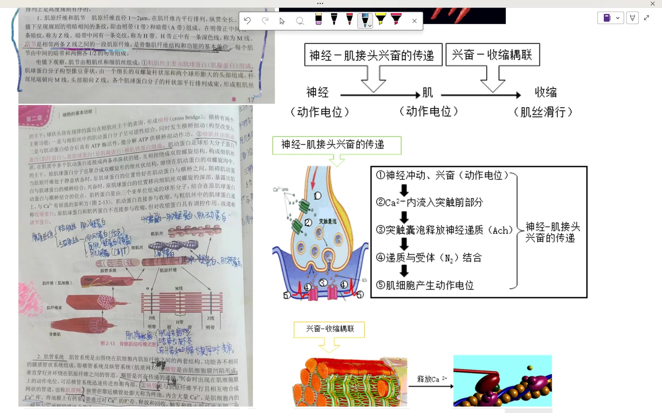 [图]细胞基本功能2（肌丝滑行）讲解