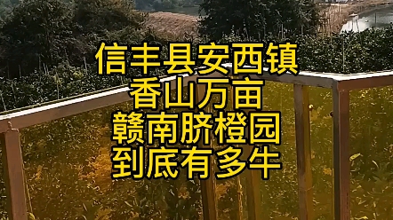 信丰安西香山赣南脐橙哔哩哔哩bilibili