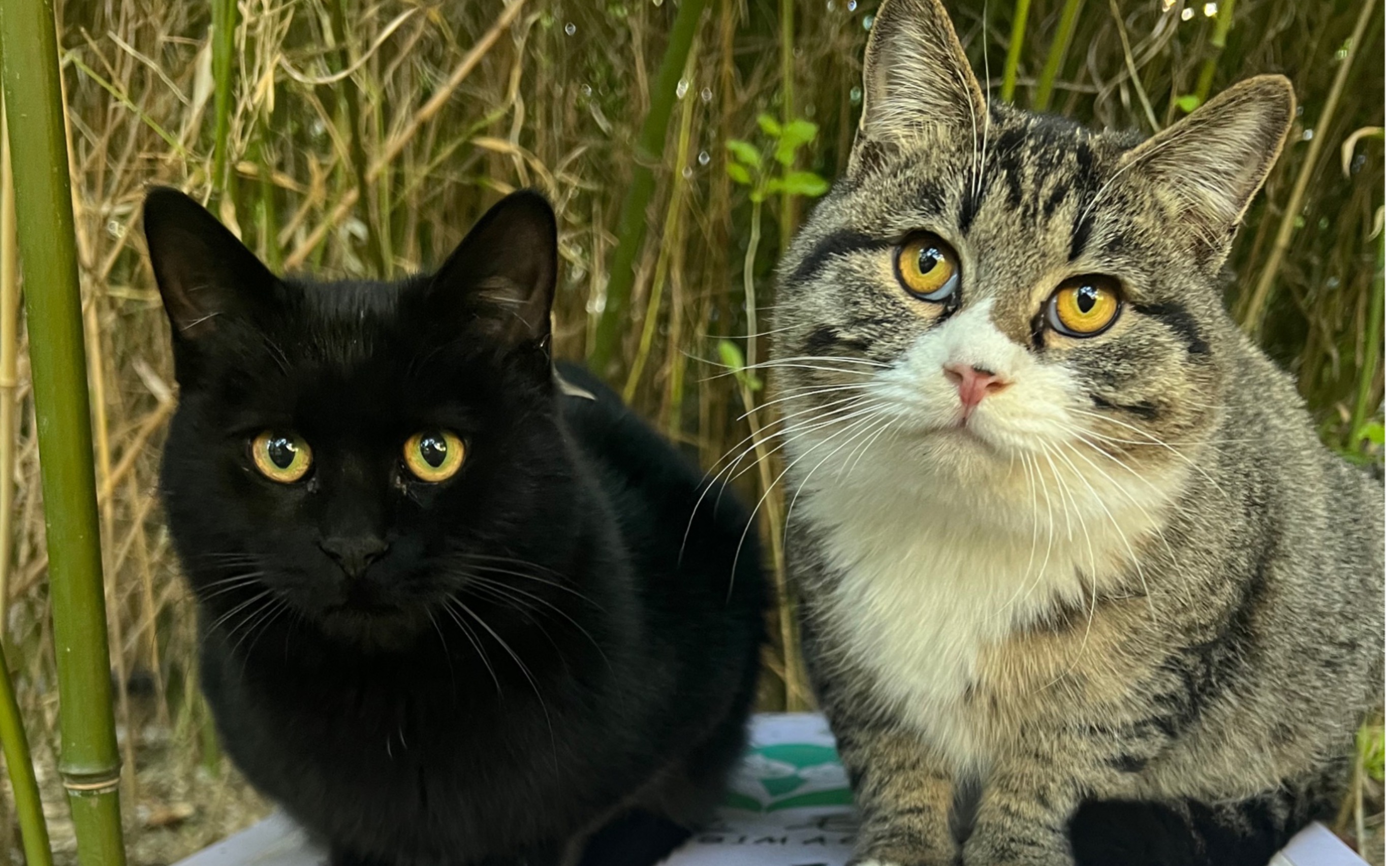 小妈宝和黑熊怪真的太可爱了05希望它们有家