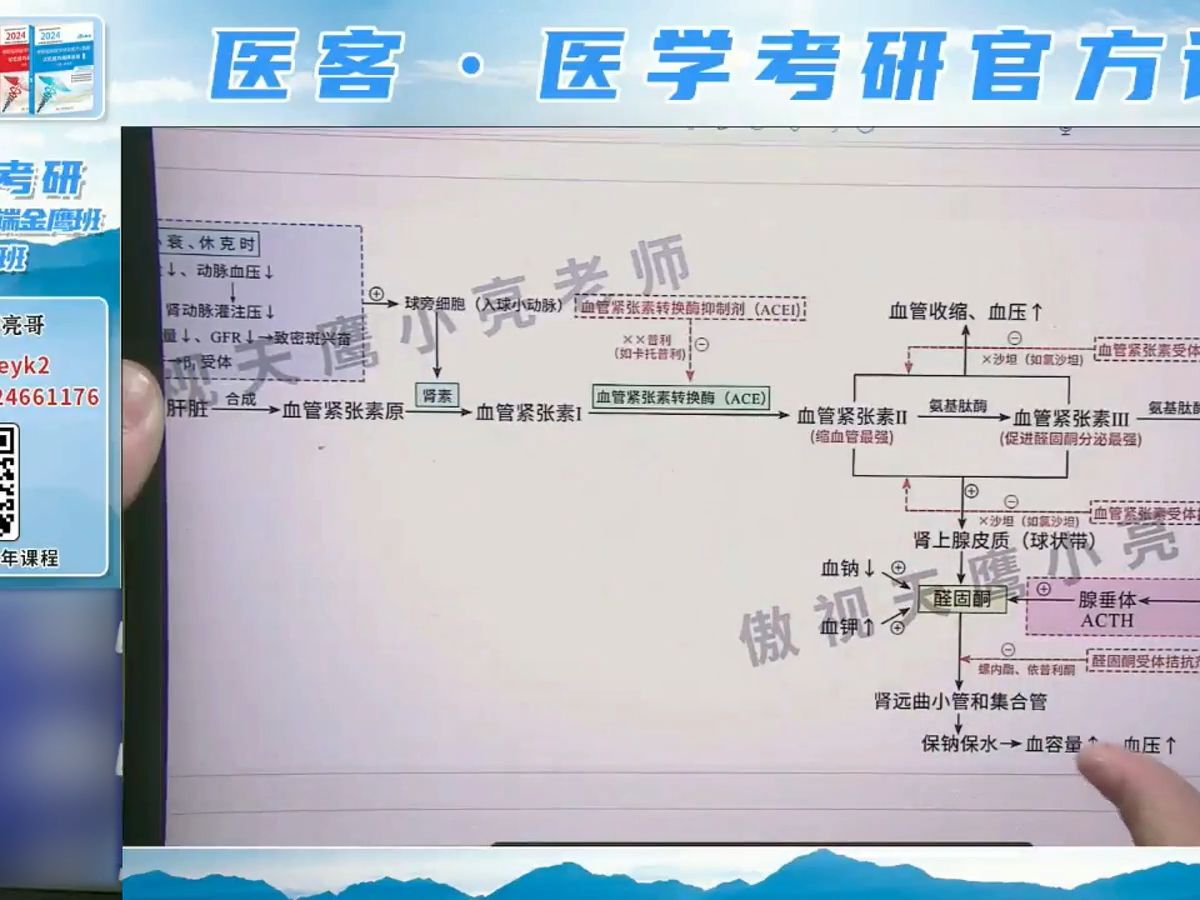 肾素血管紧张素(RAS)系统哔哩哔哩bilibili