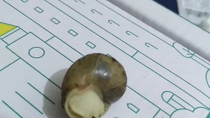 白玉蜗牛蜗牛的小心脏哈哈哈这是有心脏病吗