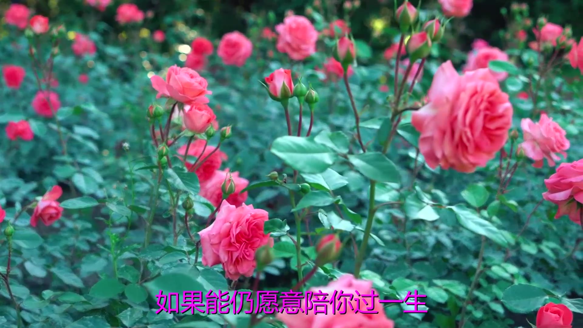 [图]《让爱继续》经典音乐，一首《暗恋指南》好有味道，唱的委婉动情